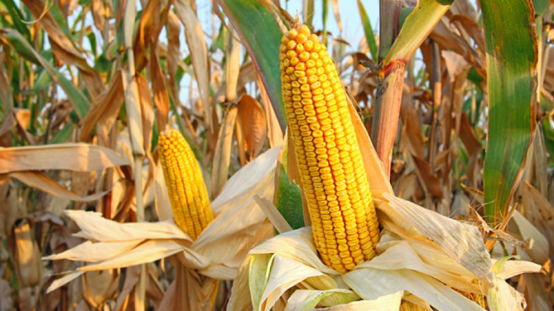 Preço alto de venda do milho pode compensar quebra de produtividade
