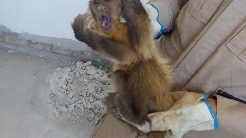 Macaco com corrente no corpo é resgatado no Nortão