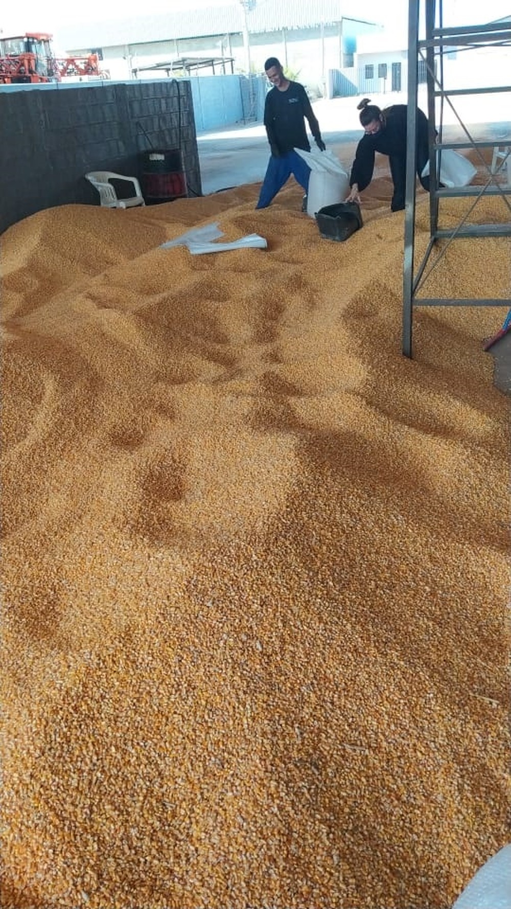 Venda de 50 toneladas de milho furtadas é anunciada em rede social e suspeito é preso em MT