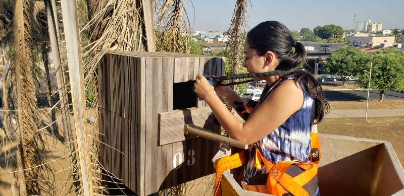 Projeto ambiental busca a preservação da Arara Canindé no ambiente urbano