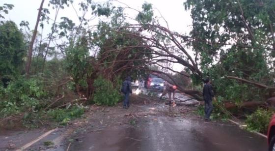 Tempestade derruba árvore e fecha rodovia