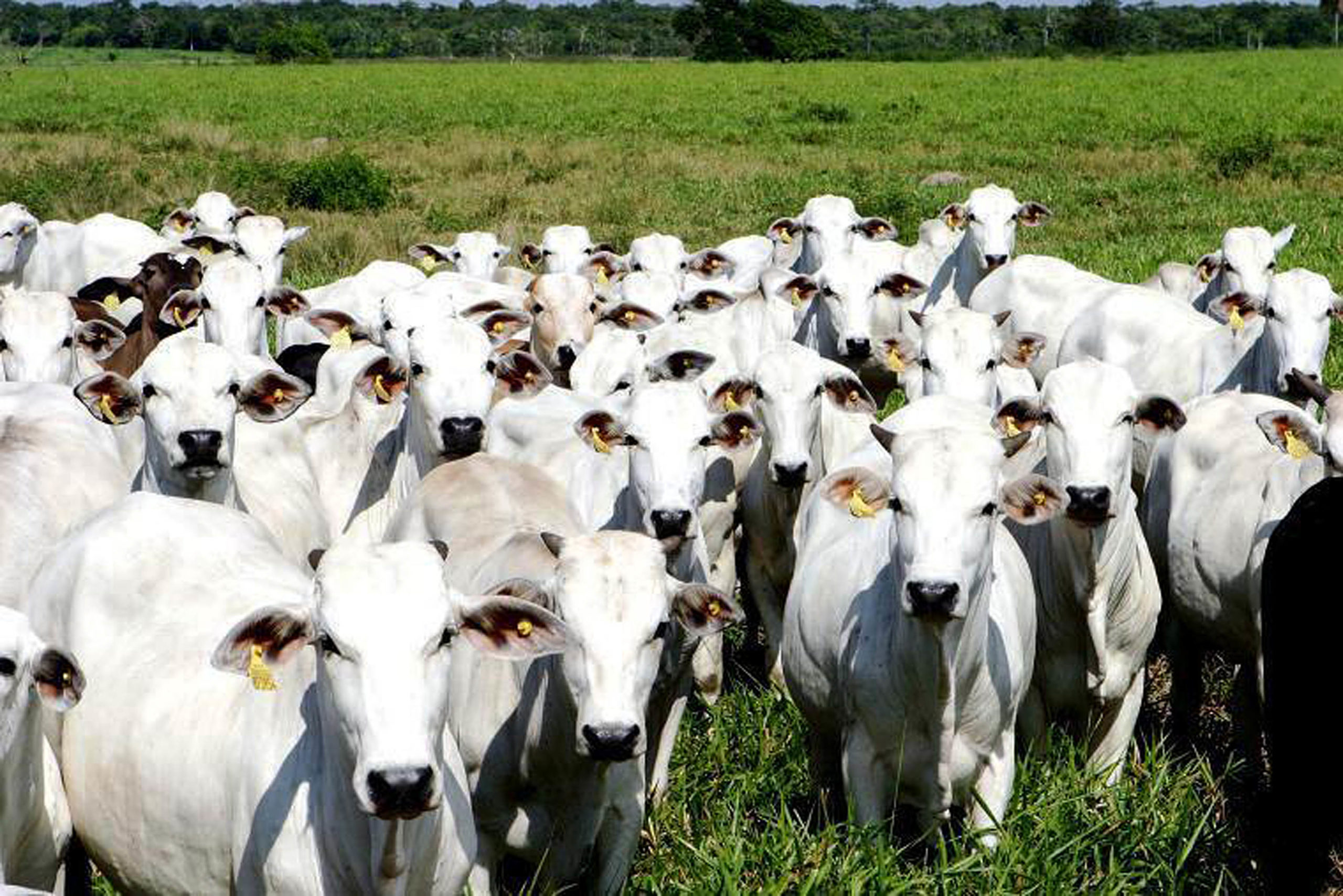 Governo Federal confirma caso atípico de “vaca louca” em MT
