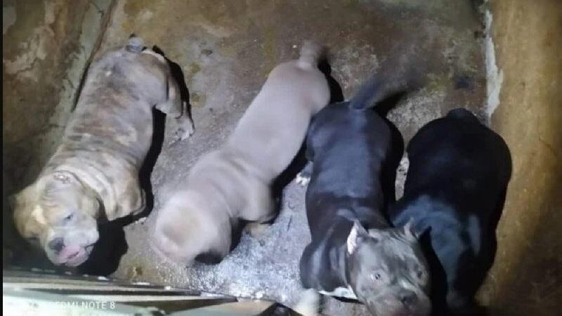 Cães eram mutilados em cirurgias de reprodução a mando do tráfico
