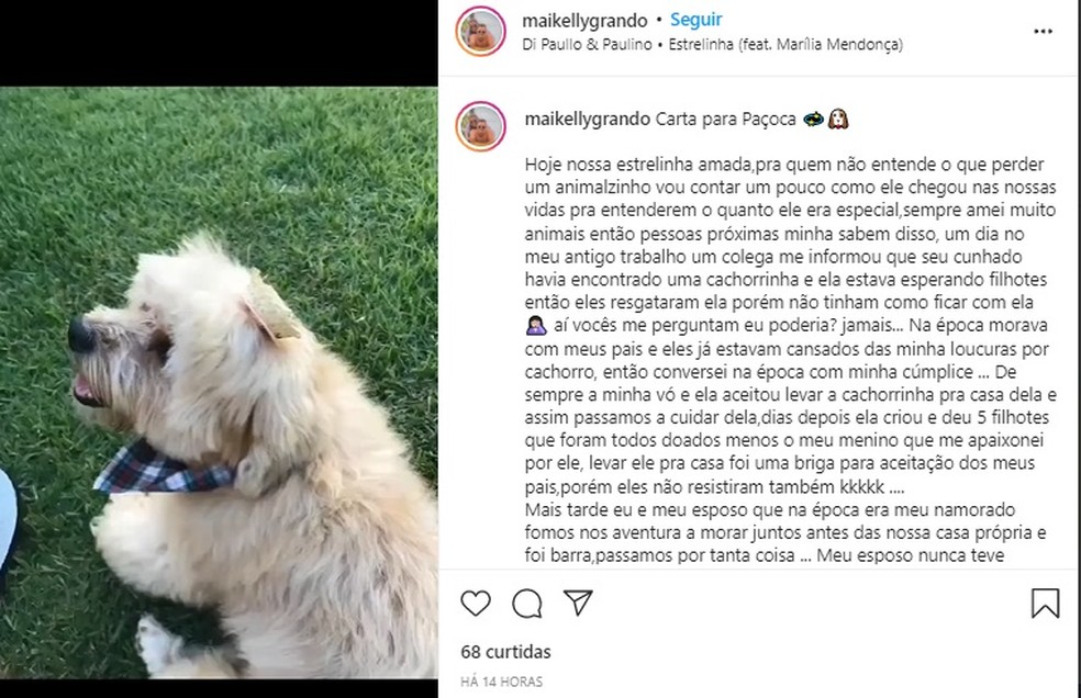 Após ser esquecido em Carro de Pet shop cachorro morre em Sorriso