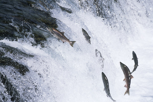Piracema termina nesta segunda-feira (31) nos rios de MT; pesca continua proibida nos rios de divisa