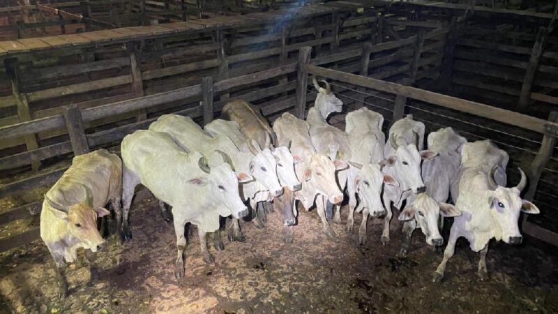 PM recupera 11 cabeças de gado transportadas sem documentos de procedência em MT