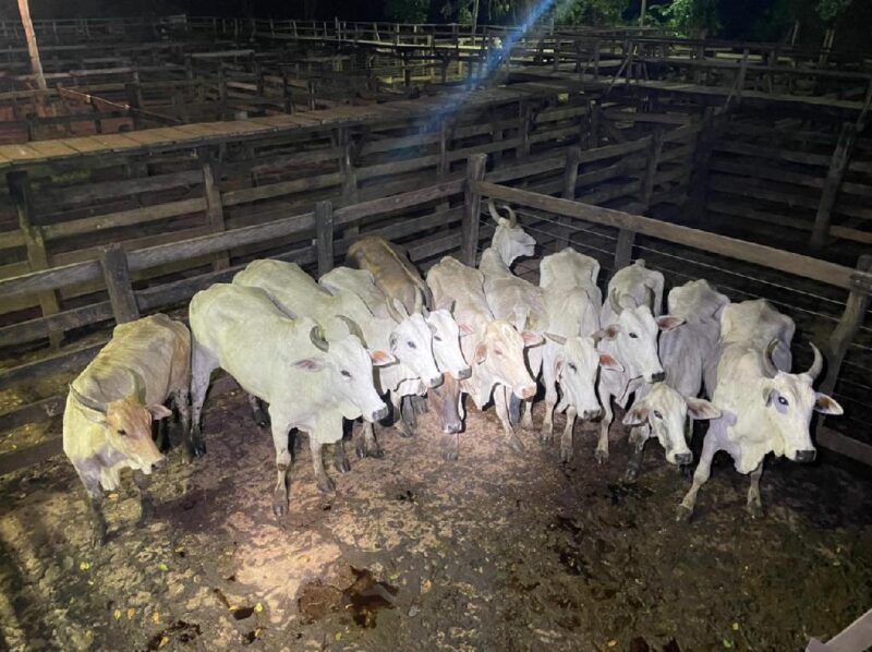 PM recupera 11 cabeças de gado transportadas sem documentos de procedência em MT