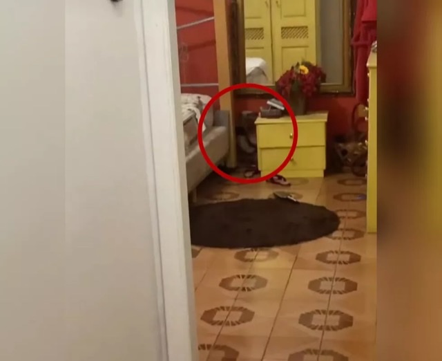 Família confunde tamanduá que invadiu casa com ladrão ao encontrar casa revirada em Cuiabá 