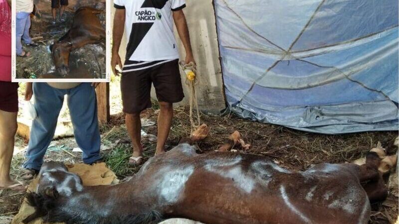 Família pede ajuda para cavalo jogado em terreno baldio após anos de trabalho forçado
