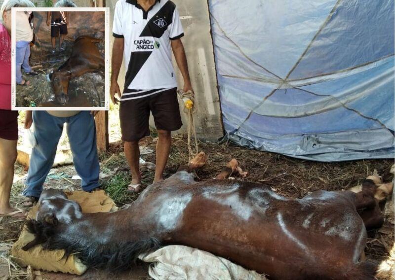 Família pede ajuda para cavalo jogado em terreno baldio após anos de trabalho forçado