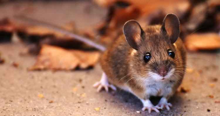 Menino de 11 anos morre após mordida de rato silvestre