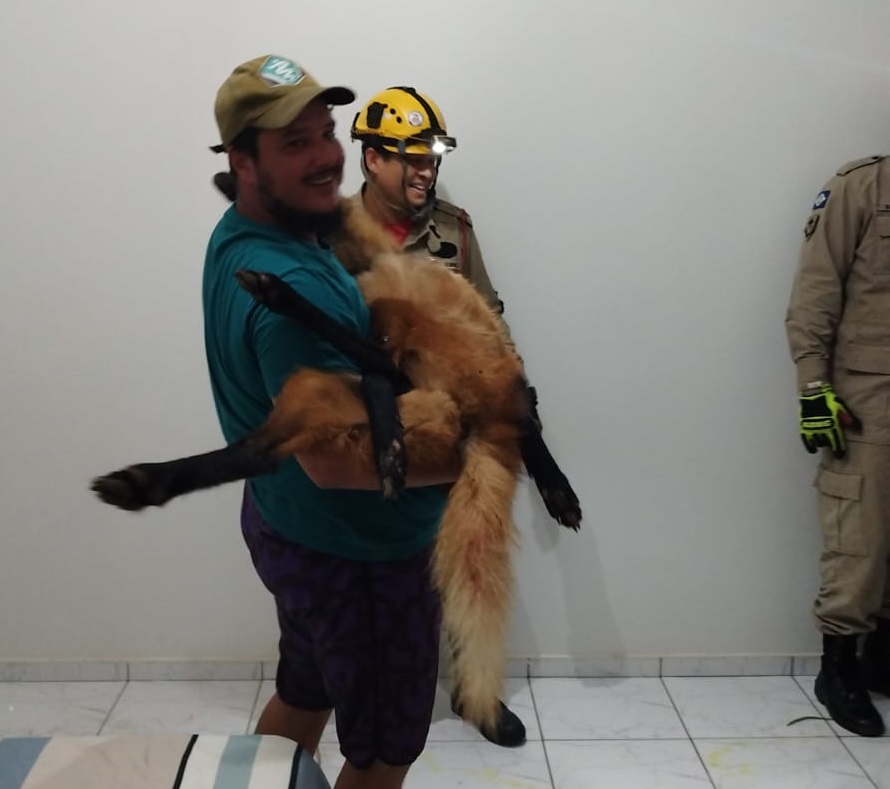 Lobo-guará é encontrado em quarto de residência em Lucas do Rio Verde