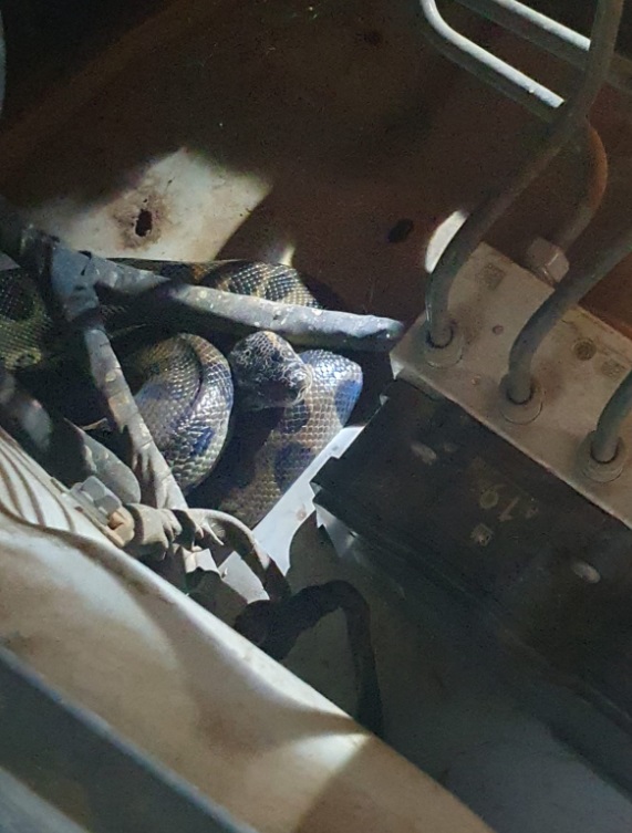 Bombeiros de Alta Floresta regatam filhote de sucuri em motor de caminhonete