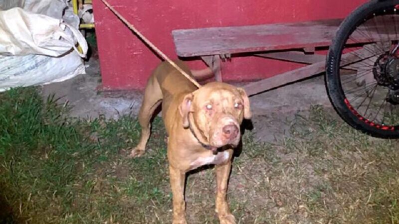 Cão morre ao proteger duas crianças de ataque de Pitbull que escapou de casa