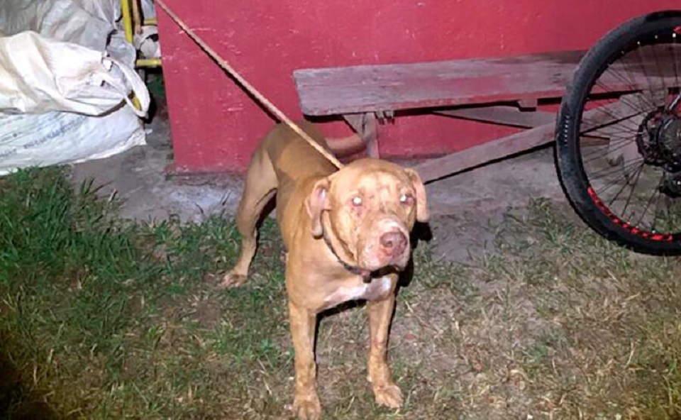 Cão morre ao proteger duas crianças de ataque de Pitbull que escapou de casa