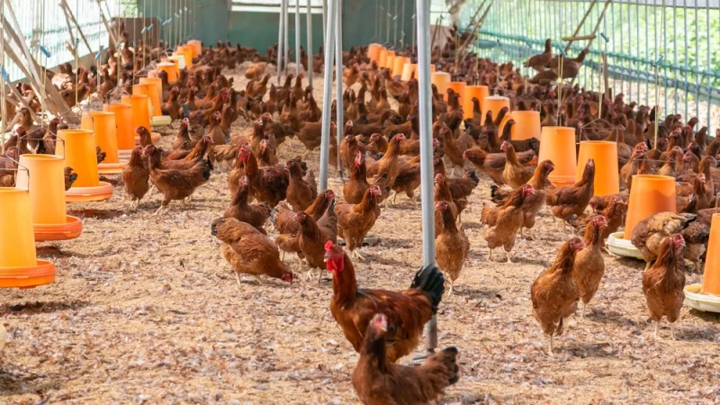 Governo de MT decreta estado de emergência zoossanitária por causa da gripe aviária