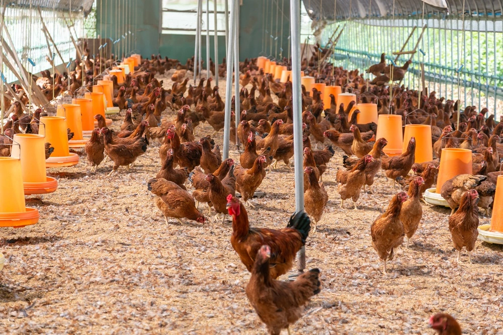 Governo de MT decreta estado de emergência zoossanitária por causa da gripe aviária