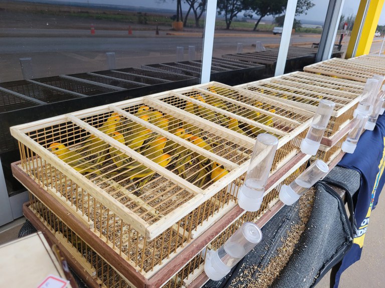 PRF resgata 320 aves silvestres em Sorriso-MT