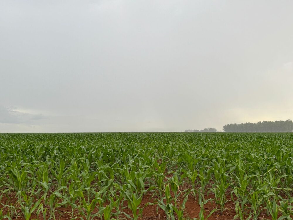 El Niño também castiga milho segunda safra em MT