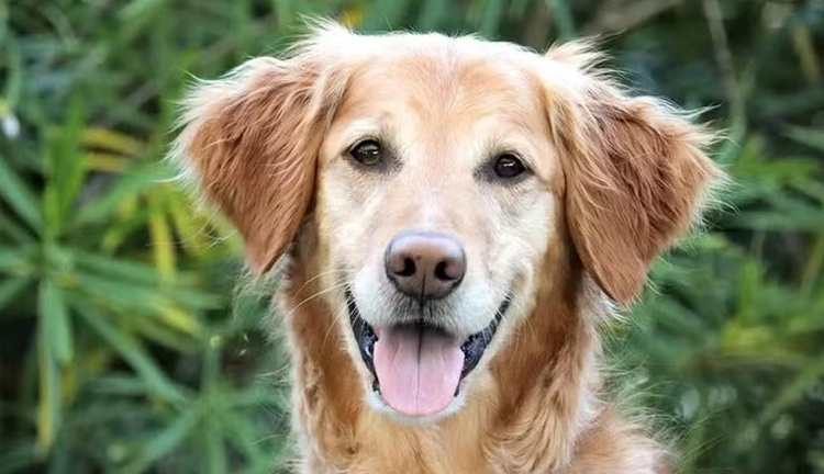 Vacina anti-câncer para cães dobra a taxa de sobrevivência dos animais