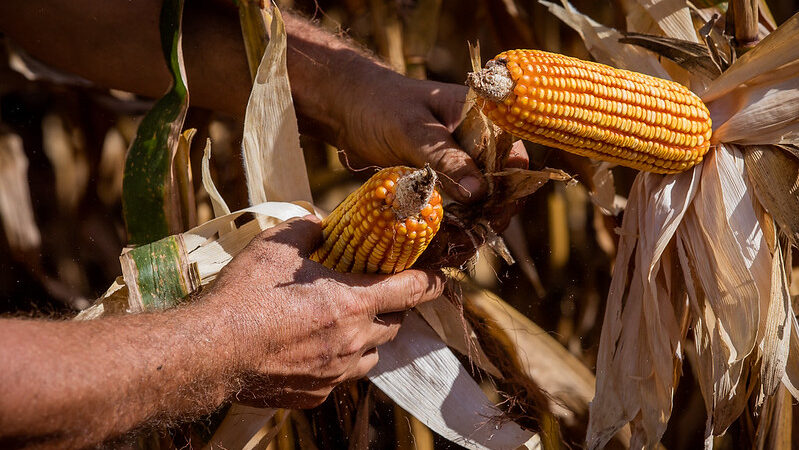 Na contramão do país, exportações de milho sobem em Mato Grosso