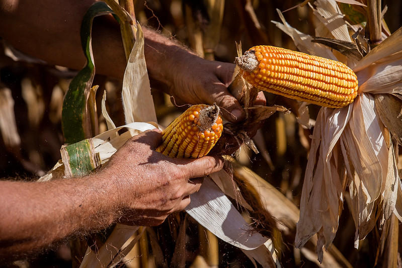 Na contramão do país, exportações de milho sobem em Mato Grosso