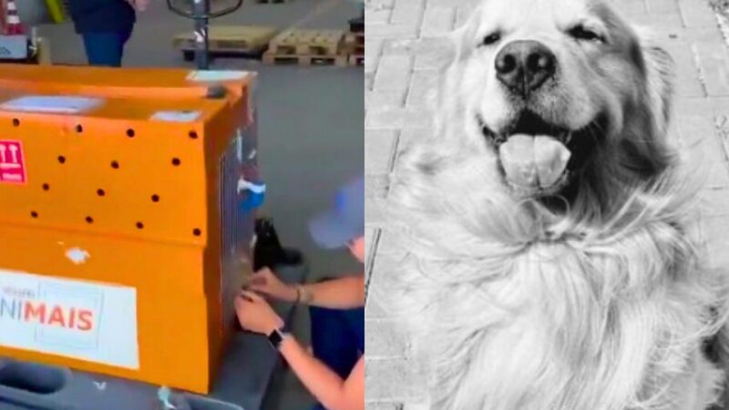 Cachorro morre após falha operacional em transporte aéreo de São Paulo para Sinop