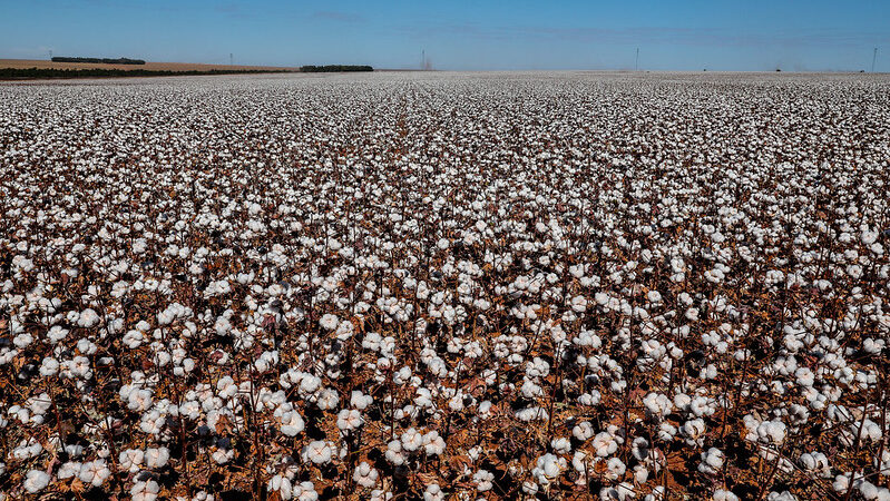 Cotações do algodão sobem diante perspectiva de menor área nos EUA