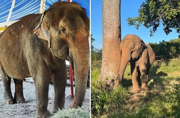 Elefanta que vivia em santuário morre por eutanásia aos 52 anos em MT