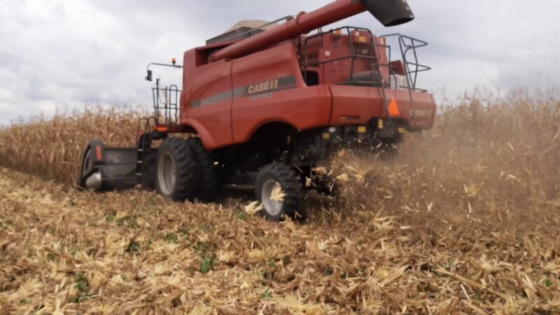 Colheita do milho safrinha está adiantada em Ipiranga do Norte, segundo presidente do Sindicato Rural