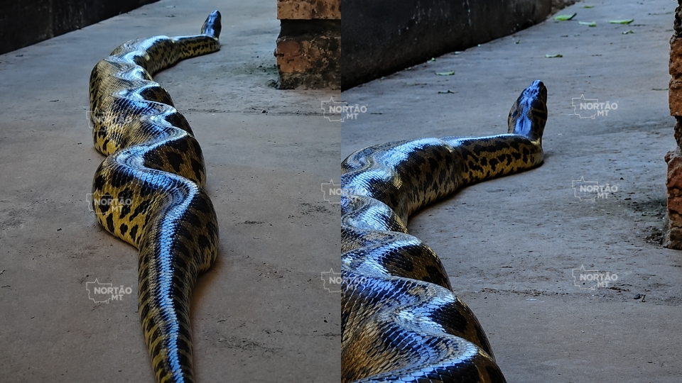Fotógrafo registra sucuri-amarela de grande porte próximo a hotel no Pantanal mato-grossense