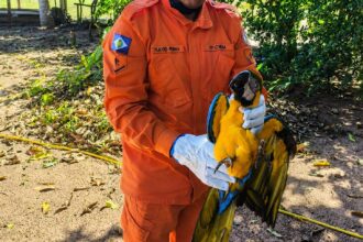 Arara-canindé debilitada é resgatada em quintal de casa em MT