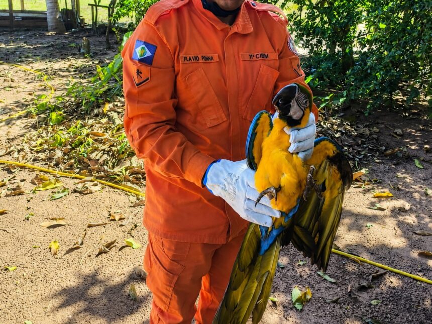 Arara-canindé debilitada é resgatada em quintal de casa em MT