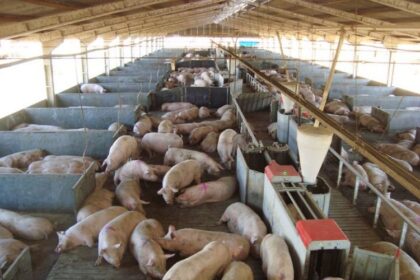 Suinocultura de Mato Grosso cresce 17,1% e estado já responde por 4,78% da produção nacional