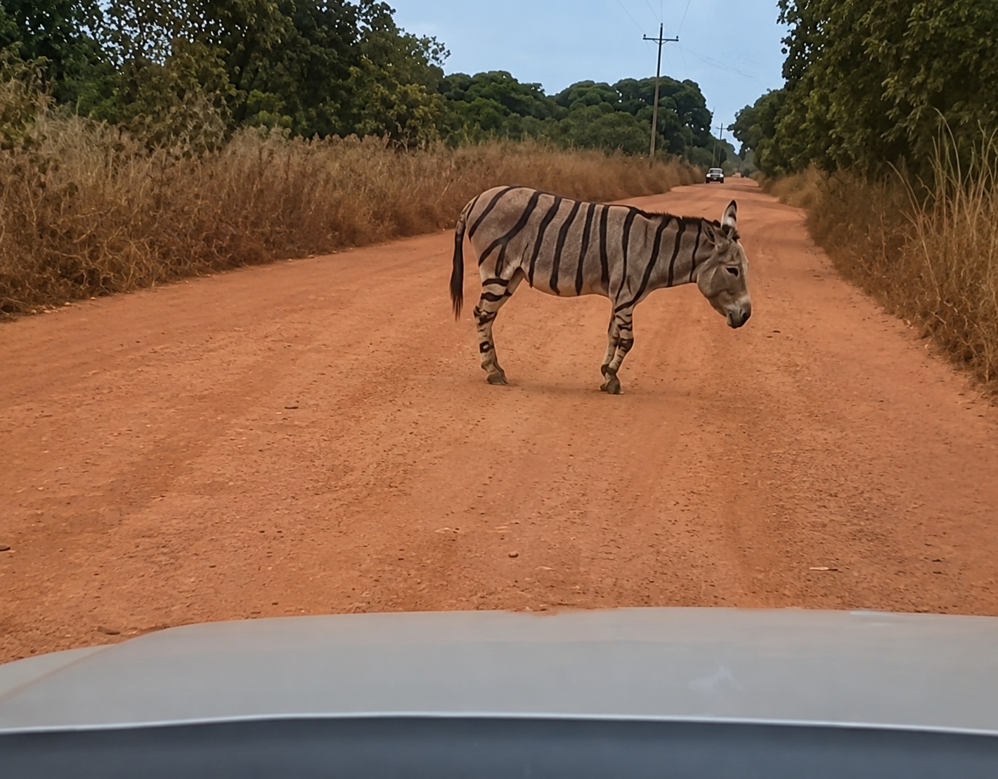 Burro com aparência de zebra viraliza após ser visto em estrada rural de MT