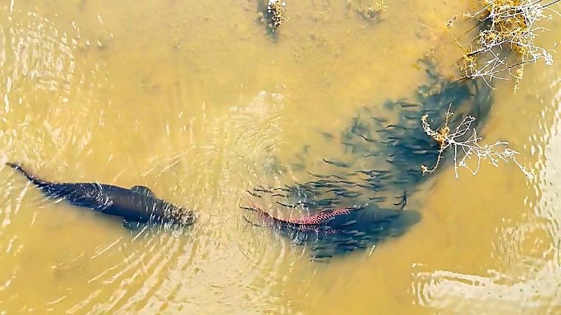 Casal de pirarucus é flagrado com dezenas de filhotes em águas do Rio Teles Pires em MT