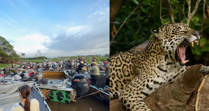 Onça-pintada provoca ‘engarrafamento’ de barcos com turistas no Pantanal