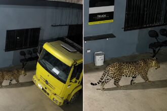Empresário de Sinop cria imagem falsa de onça com IA para tentar ‘espantar ladrões’