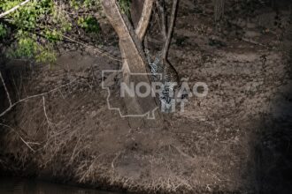 Onça-pintada é flagrada às margens do Rio Teles Pires em Sorriso